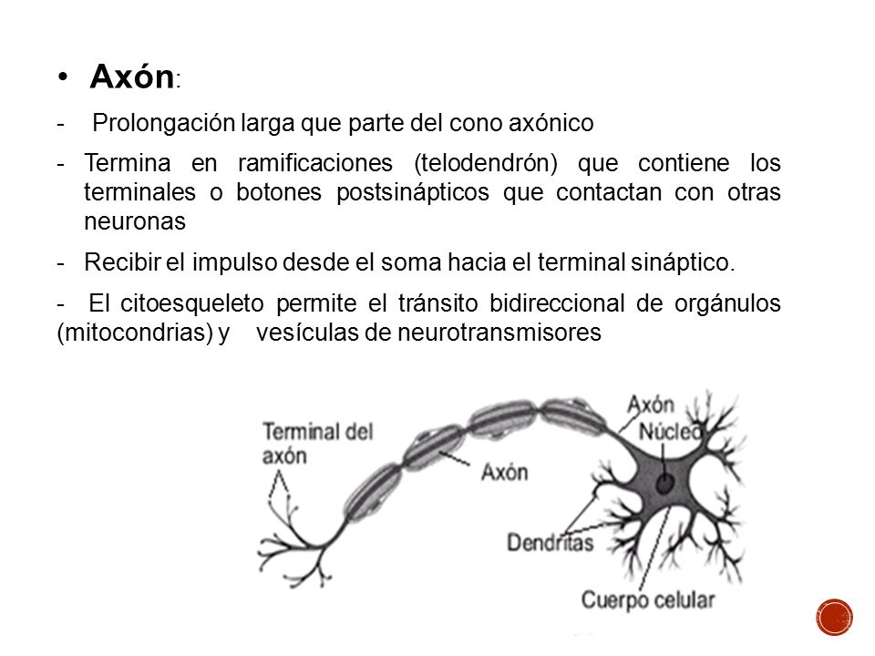 cuál es la función del axón en una neurona